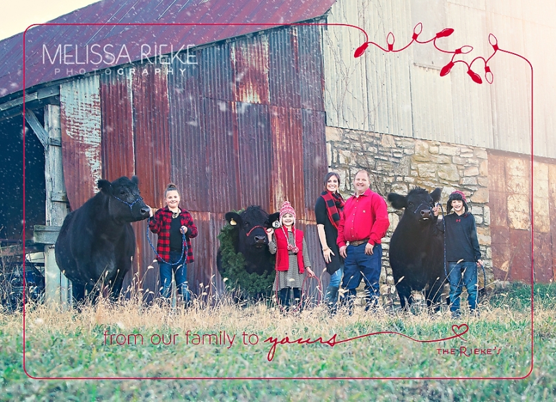 Christmas Card | Show Cows | Kansas City Photographer | Melissa Rieke Photography