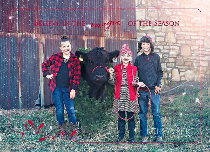 Christmas Card | Show Cows | Kansas City Photographer | Melissa Rieke Photography